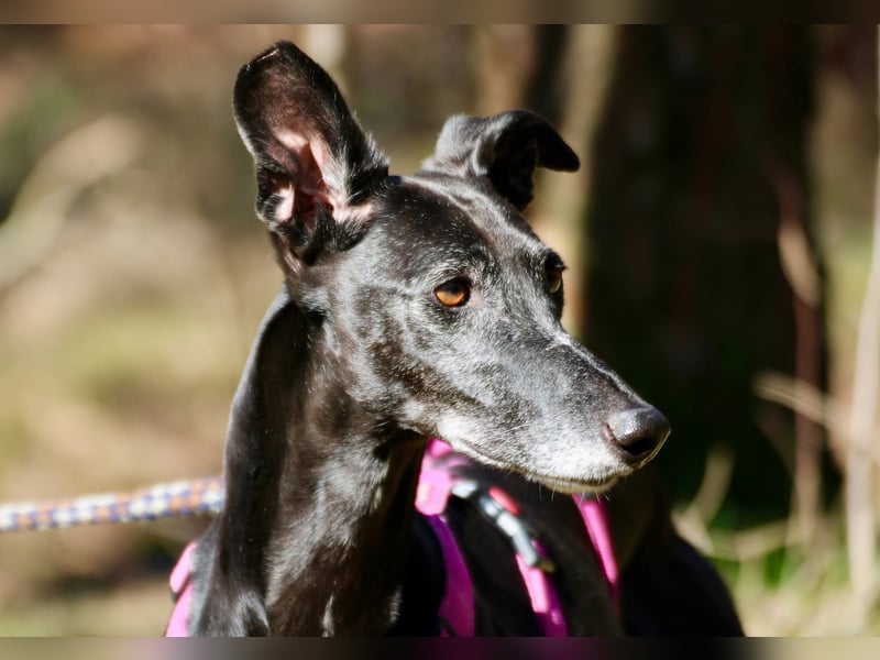Galga Primavera - liebevoll, menschenbezogen und verschmust
