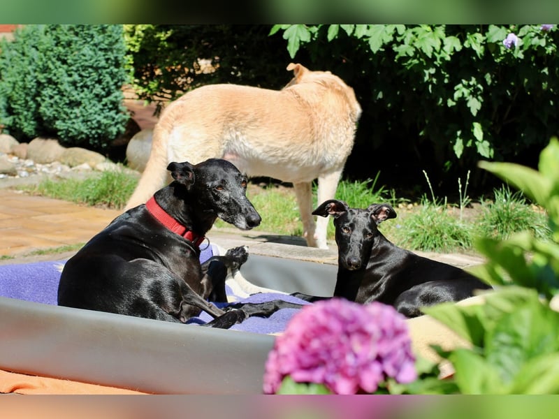 Galga Primavera - liebevoll, menschenbezogen und verschmust