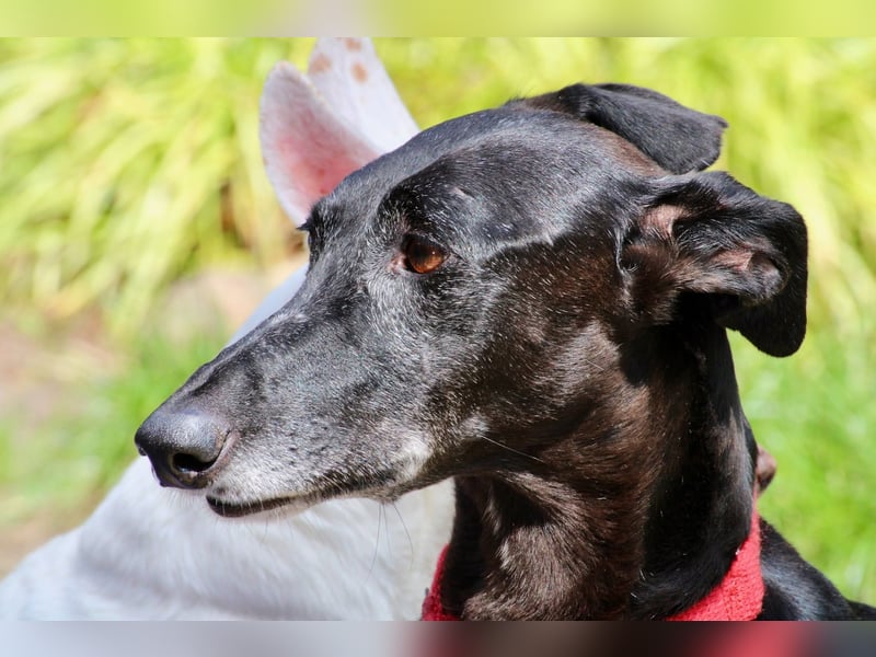 Galga Primavera - liebevoll, menschenbezogen und verschmust