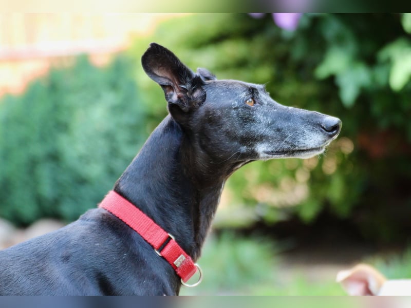 Galga Primavera - liebevoll, menschenbezogen und verschmust