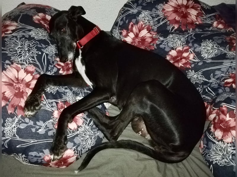 Galga Primavera - liebevoll, menschenbezogen und verschmust