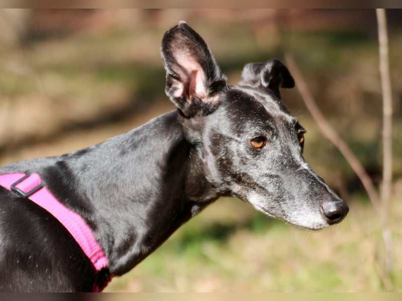 Galga Primavera - liebevoll, menschenbezogen und verschmust
