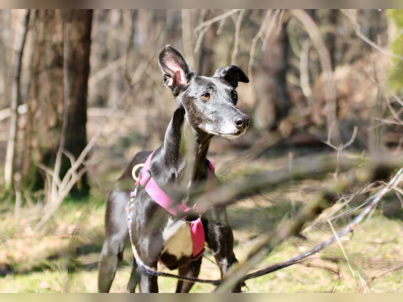 Galga Primavera - liebevoll, menschenbezogen und verschmust