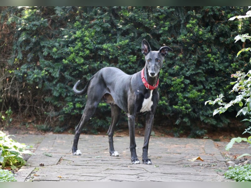 Galga Primavera - liebevoll, menschenbezogen und verschmust