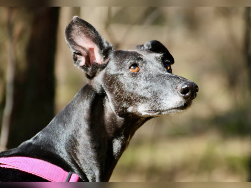 Galga Primavera - liebevoll, menschenbezogen und verschmust