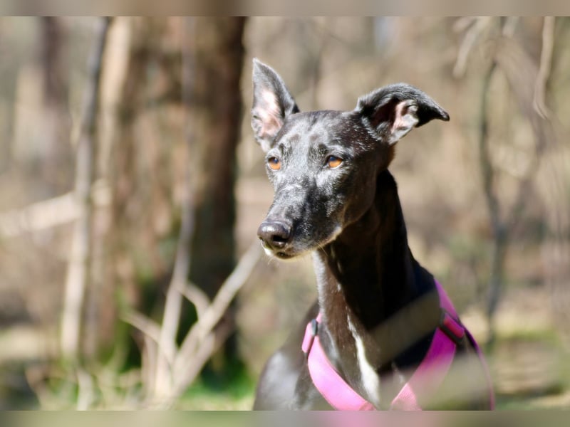 Galga Primavera - liebevoll, menschenbezogen und verschmust