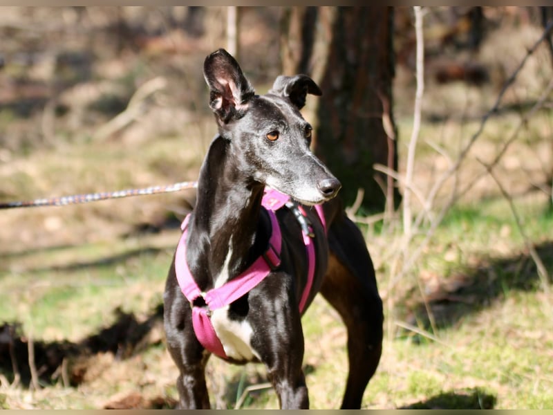 Galga Primavera - liebevoll, menschenbezogen und verschmust