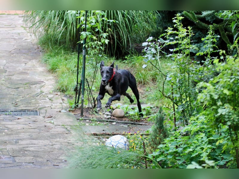Galga Primavera - liebevoll, menschenbezogen und verschmust