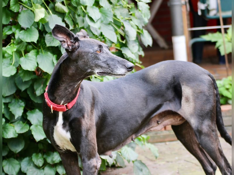 Galga Primavera - liebevoll, menschenbezogen und verschmust