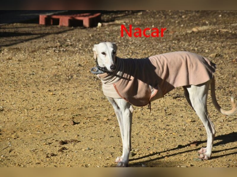 Nacar geb. 02/2021 (ESP) - ausgeglichene, wunderschöne Galga sucht ihre Menschen!