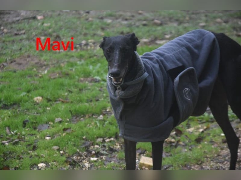 Mavi geb. 09/2023 (ESP) - zierliche Galga sucht Zuhause oder Pflegestelle!