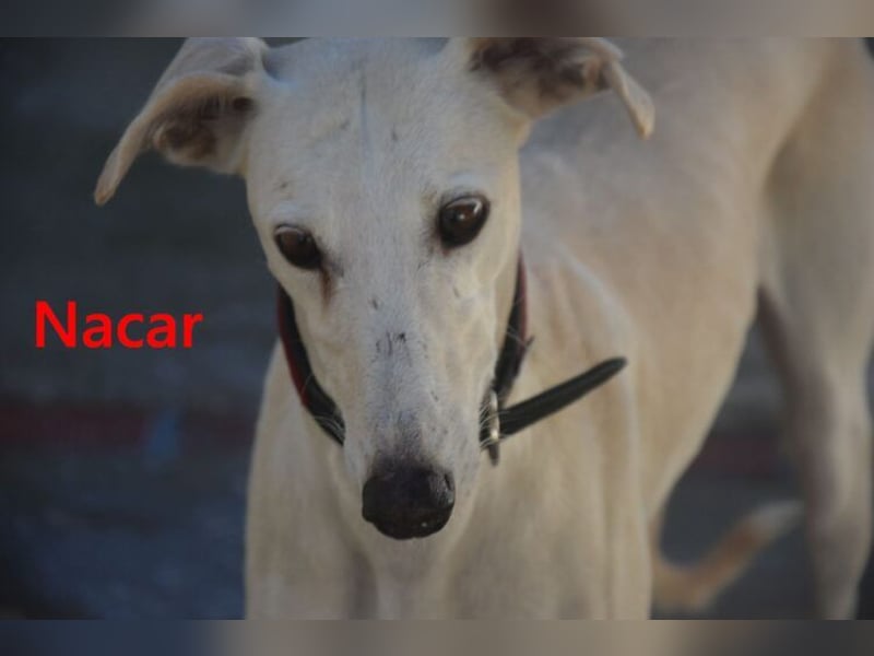 Nacar geb. 02/2021 (ESP) - ausgeglichene, wunderschöne Galga sucht ihre Menschen!