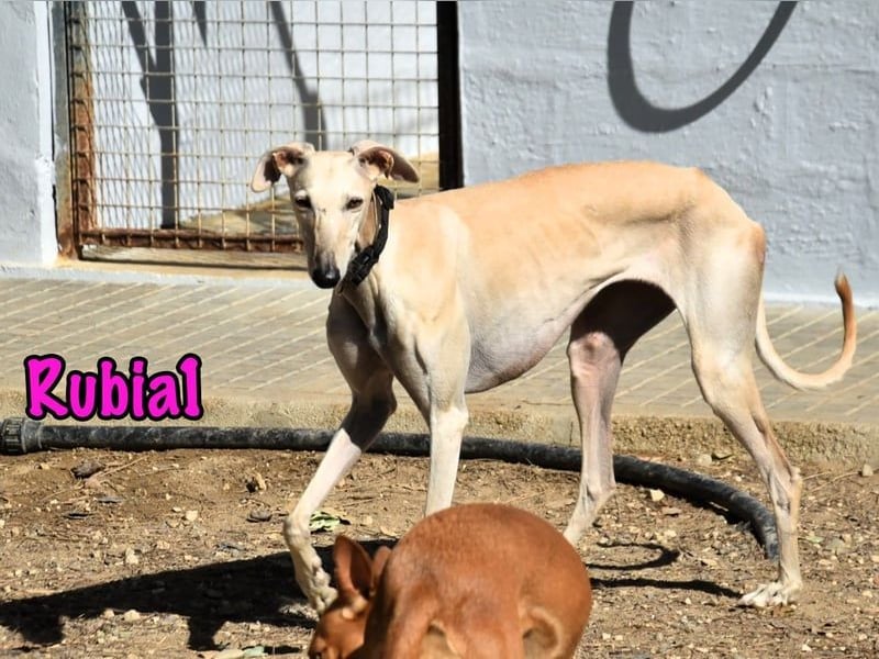 Rubia1 geb. 04/2024 (ESP) - soziale und süße, junge Galga sucht das Glück!