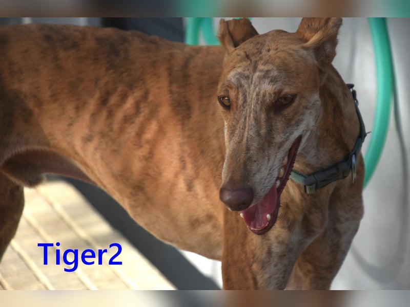 Tiger2 geb. 03/2023 (ESP) - wunderschöner Galgo sucht liebevolles Zuhause!