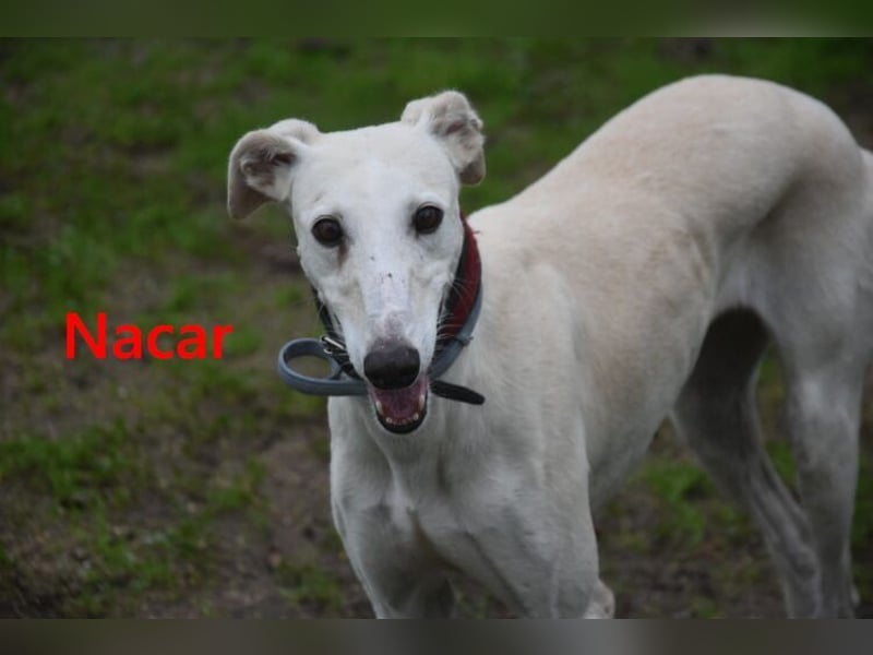 Nacar geb. 02/2021 (ESP) - ausgeglichene, wunderschöne Galga sucht ihre Menschen!