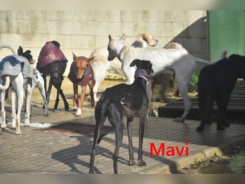 Mavi geb. 09/2023 (ESP) - zierliche Galga sucht Zuhause oder Pflegestelle!