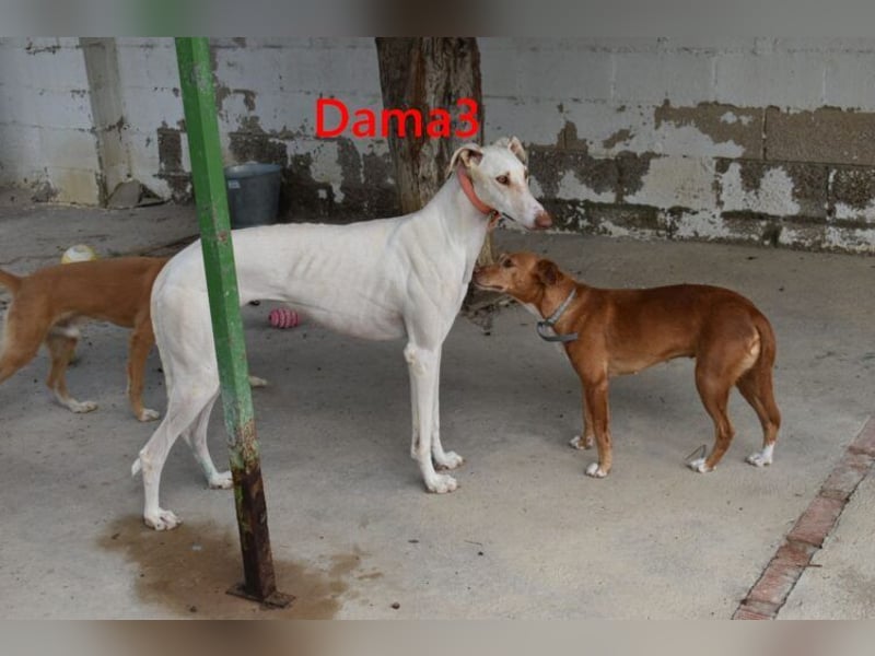 Dama3 geb. 11/2024 (ESP) - wunderschöne, unglaublich liebevolle Galga auf der Suche!