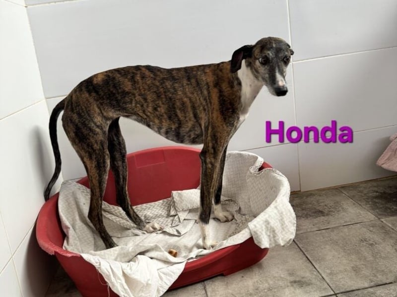 Honda geb. 12/2022 (ESP) - zierliche, liebevolle Galga die so viel mehr verdient hat!