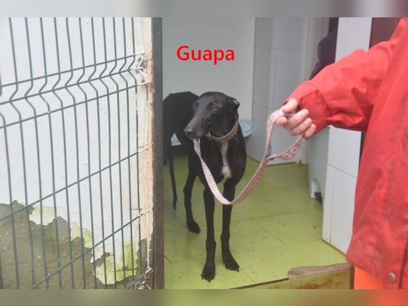 Guapa geb. 03/2024 (ESP) - soziale, wunderschöne Galga sucht Pflegestelle oder Zuhause!