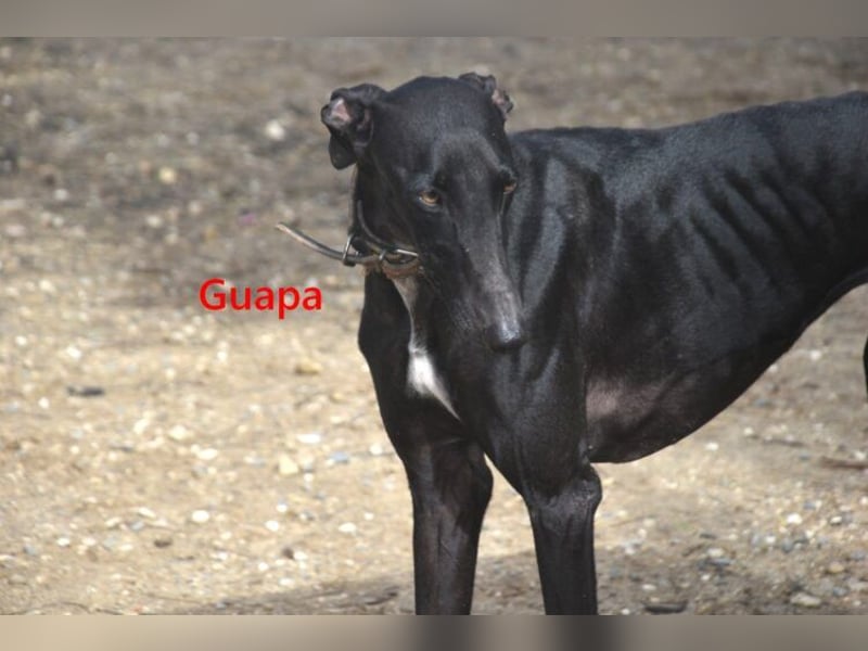 Guapa geb. 03/2024 (ESP) - soziale, wunderschöne Galga sucht Pflegestelle oder Zuhause!