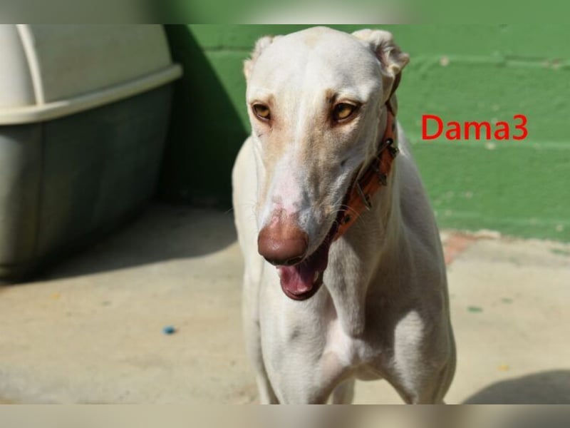Dama3 geb. 11/2024 (ESP) - wunderschöne, unglaublich liebevolle Galga auf der Suche!