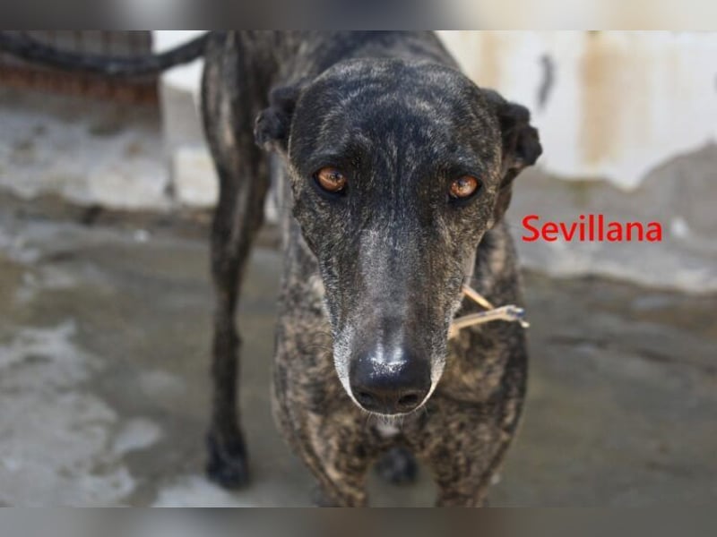 Sevillana geb. 05/2020 (ESP) - ruhige und soziale Galga sucht ihr langverdientes Glück!