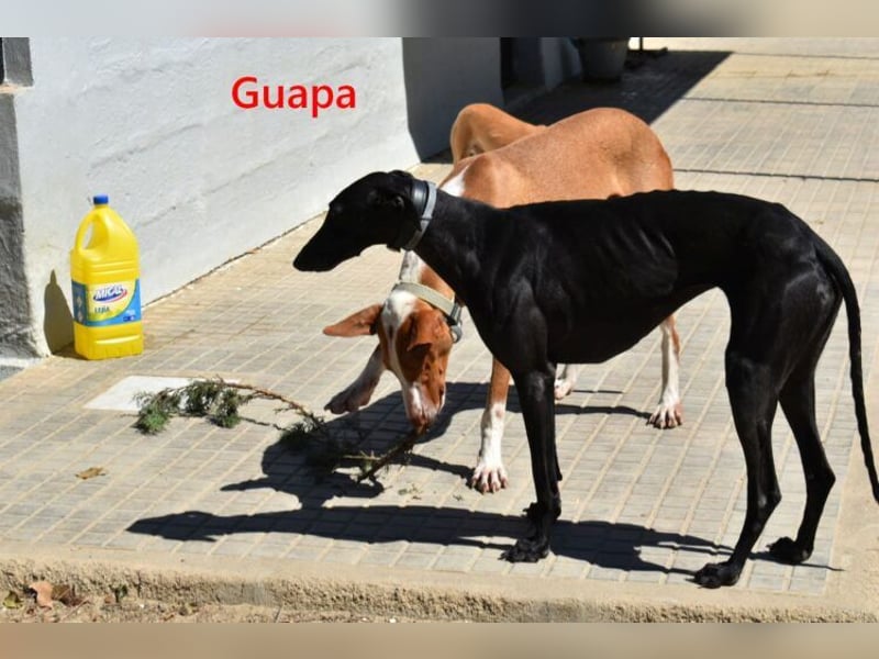 Guapa geb. 03/2024 (ESP) - soziale, wunderschöne Galga sucht Pflegestelle oder Zuhause!
