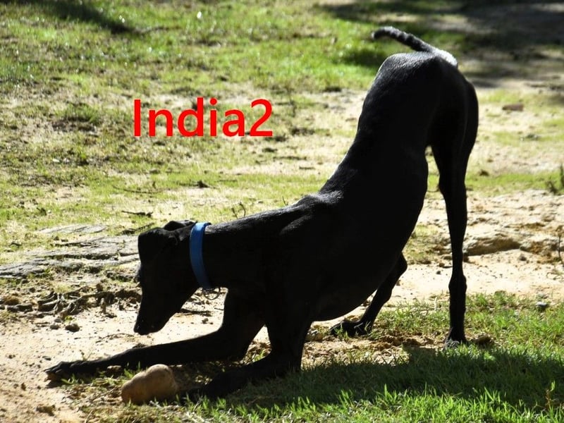India2 geb. 07/2023 (ESP) - sehr freundliche und soziale, hübsche Galga!
