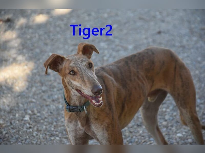 Tiger2 geb. 03/2023 (ESP) - wunderschöner Galgo sucht liebevolles Zuhause!