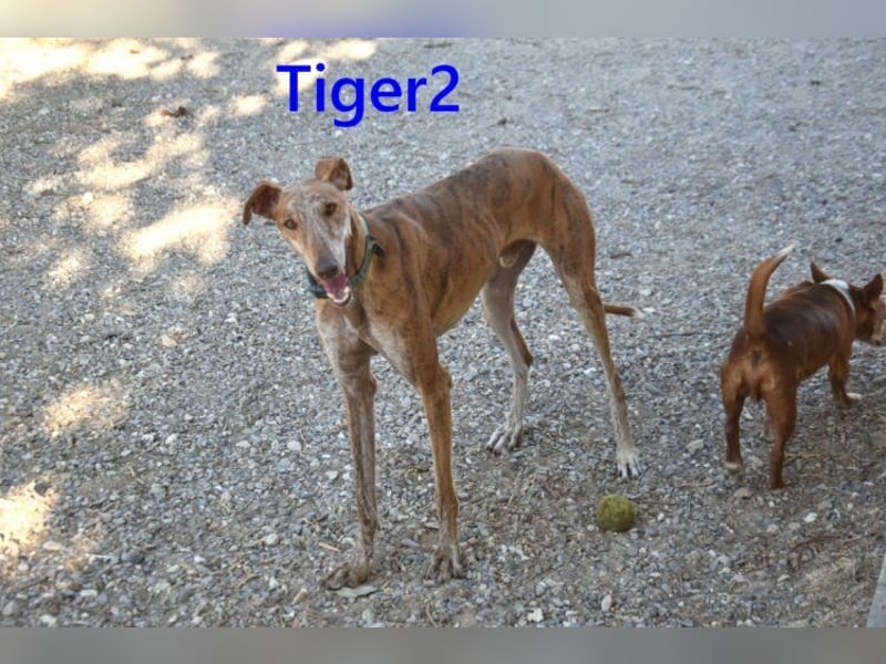 Tiger2 geb. 03/2023 (ESP) - wunderschöner Galgo sucht liebevolles Zuhause!