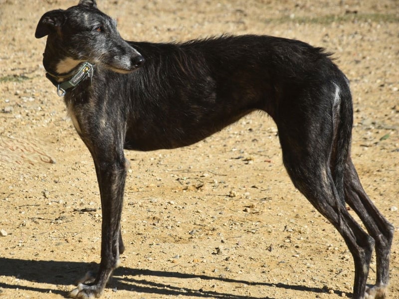 Pastora geb. 06/2021 (ESP) - liebevolle und verschmuste, rauhaarige Traum-Galga!