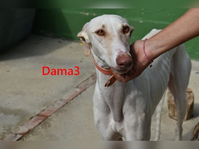 Dama3 geb. 11/2024 (ESP) - wunderschöne, unglaublich liebevolle Galga auf der Suche!