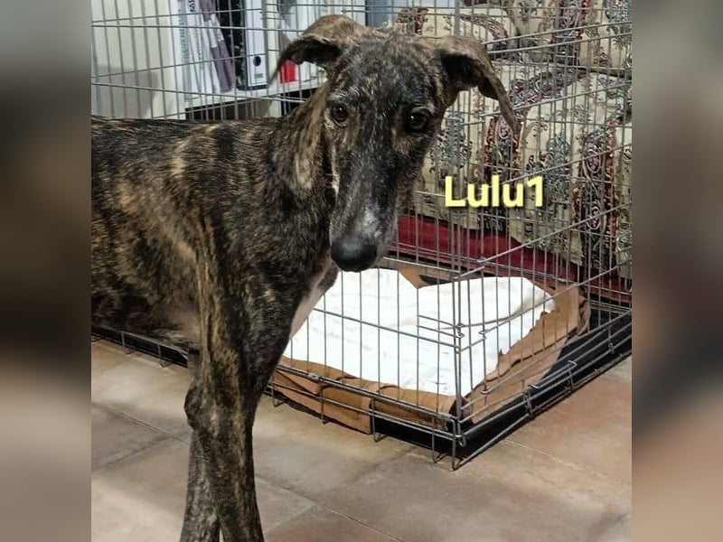 Lulu1 geb. 02/2025 (ESP) - sympathisches und fröhliches Galgo Mädchen!