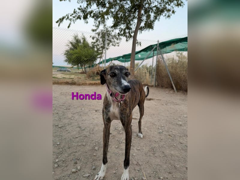 Honda geb. 12/2022 (ESP) - zierliche, liebevolle Galga die so viel mehr verdient hat!