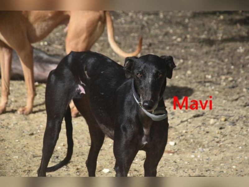 Mavi geb. 09/2023 (ESP) - zierliche Galga sucht Zuhause oder Pflegestelle!