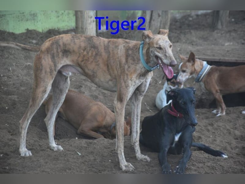 Tiger2 geb. 03/2023 (ESP) - wunderschöner Galgo sucht liebevolles Zuhause!