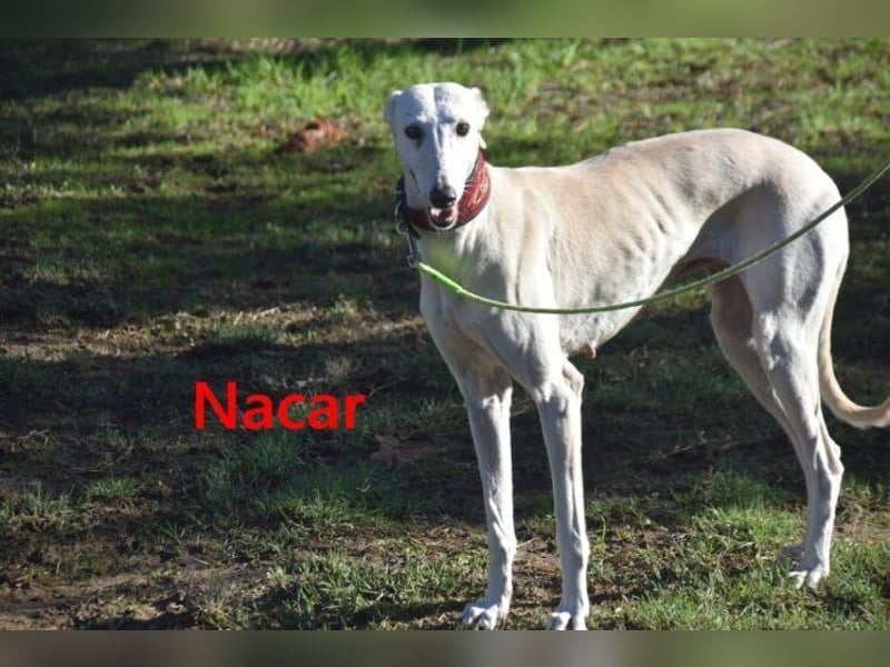 Nacar geb. 02/2021 (ESP) - ausgeglichene, wunderschöne Galga sucht ihre Menschen!