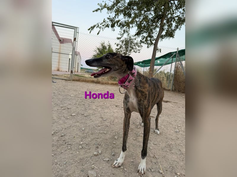 Honda geb. 12/2022 (ESP) - zierliche, liebevolle Galga die so viel mehr verdient hat!