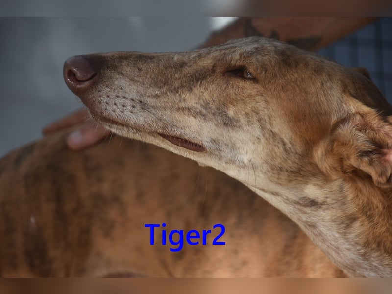 Tiger2 geb. 03/2023 (ESP) - wunderschöner Galgo sucht liebevolles Zuhause!