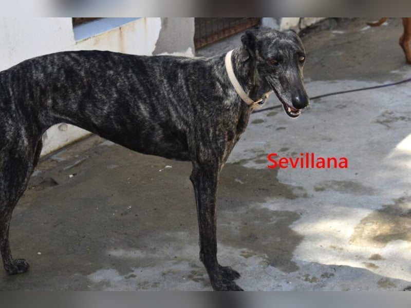 Sevillana geb. 05/2020 (ESP) - ruhige und soziale Galga sucht ihr langverdientes Glück!