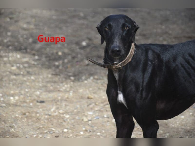 Guapa geb. 03/2024 (ESP) - soziale, wunderschöne Galga sucht Pflegestelle oder Zuhause!