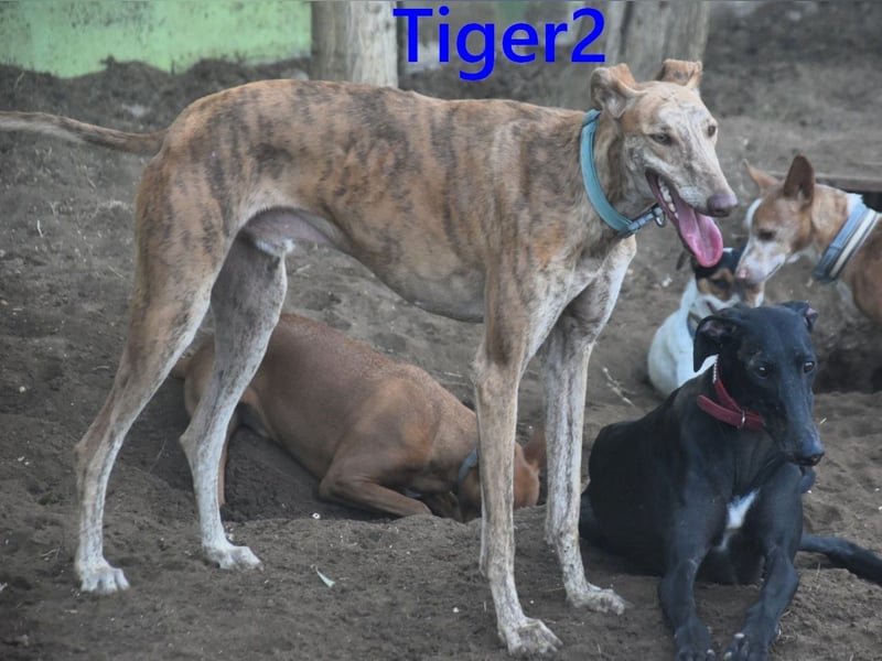 Tiger2 geb. 03/2023 (ESP) - wunderschöner Galgo sucht liebevolles Zuhause!