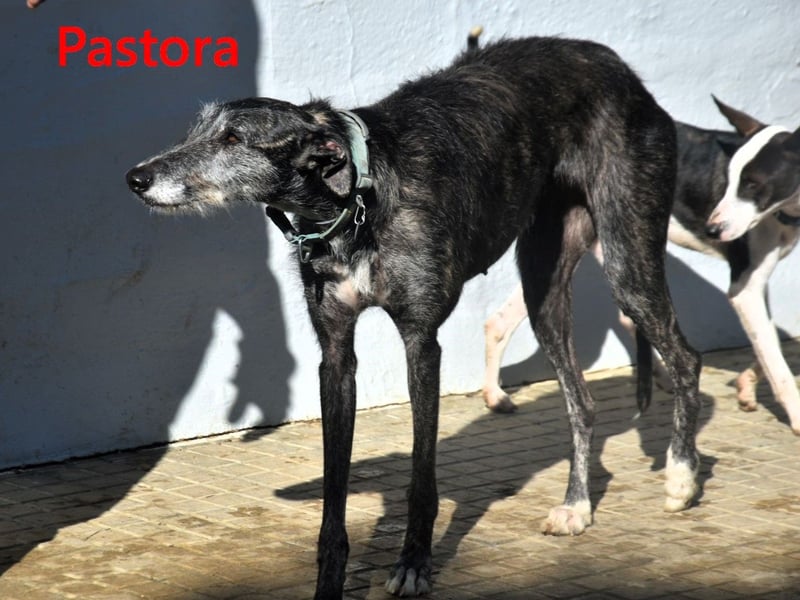 Pastora geb. 06/2021 (ESP) - liebevolle und verschmuste, rauhaarige Traum-Galga!