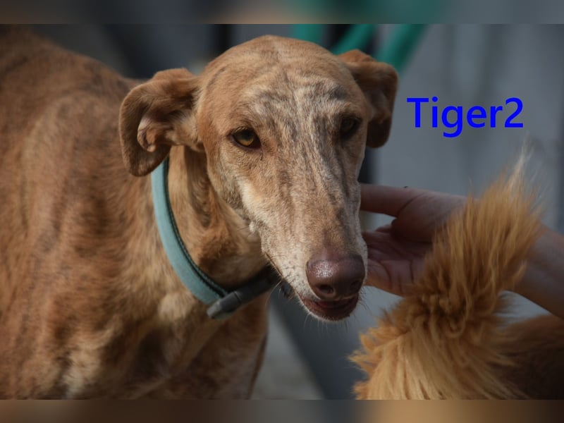 Tiger2 geb. 03/2023 (ESP) - wunderschöner Galgo sucht liebevolles Zuhause!