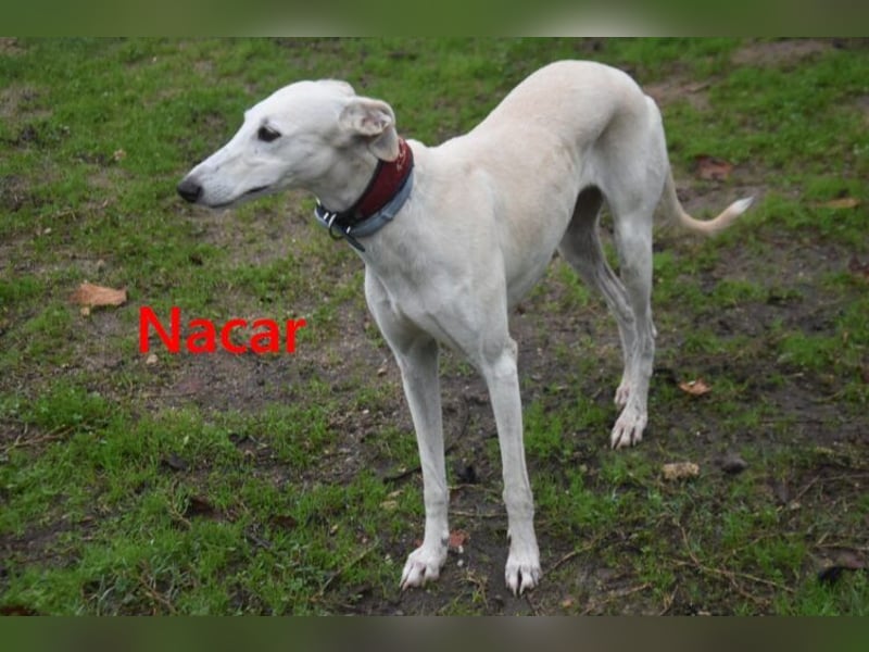 Nacar geb. 02/2021 (ESP) - ausgeglichene, wunderschöne Galga sucht ihre Menschen!