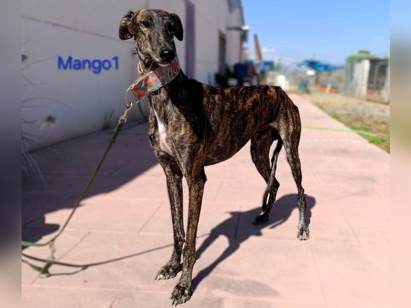 Mango1 geb. 09/2022 (ESP) - sanfter Galgo auf der Suche nach dem Glück!