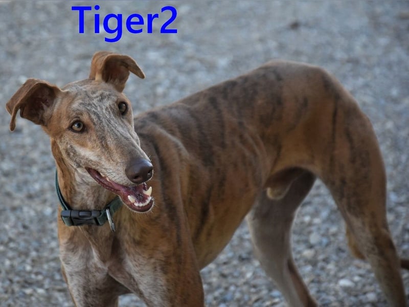 Tiger2 geb. 03/2023 (ESP) - wunderschöner Galgo sucht liebevolles Zuhause!