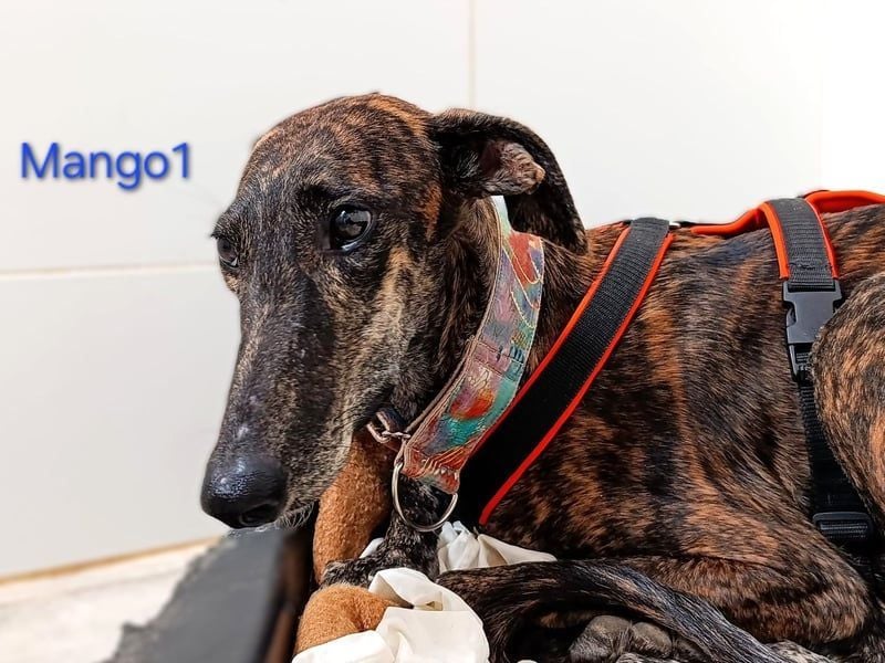 Mango1 geb. 09/2022 (ESP) - sanfter Galgo auf der Suche nach dem Glück!