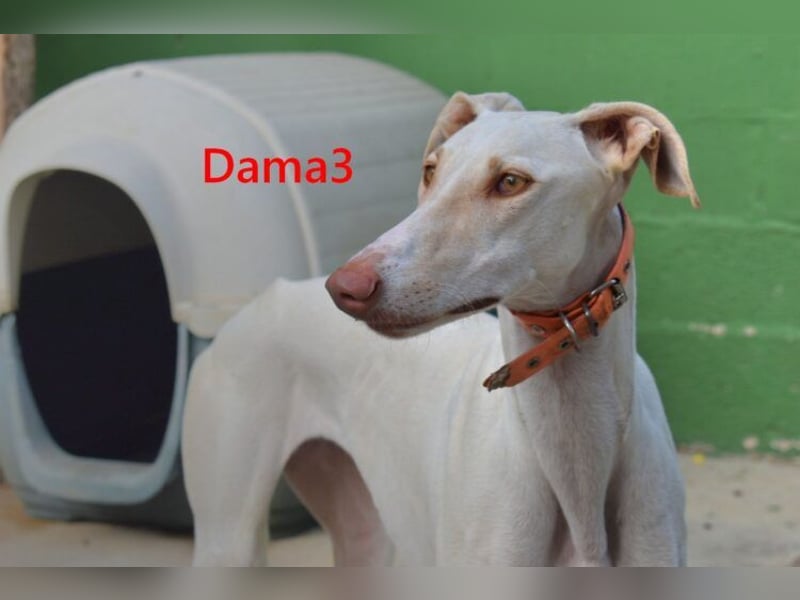 Dama3 geb. 11/2024 (ESP) - wunderschöne, unglaublich liebevolle Galga auf der Suche!