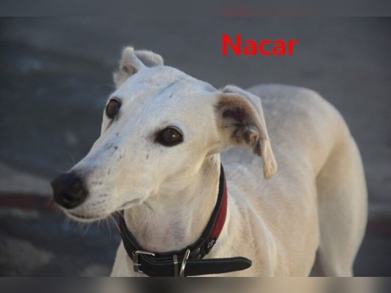 Nacar geb. 02/2021 (ESP) - ausgeglichene, wunderschöne Galga sucht ihre Menschen!